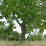 0c1030581893e1b24625fd55ddf39799